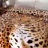 Cobertor Casal Kyor Plus Leopardo Jolitex Ternille
